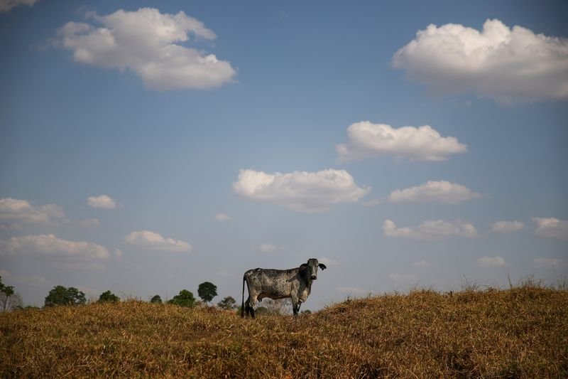 JBS e DSM fazem parceria para reduzir emissões de metano na cadeia bovina JBS e DSM fazem parceria para reduzir emissões de metano na cadeia bovina