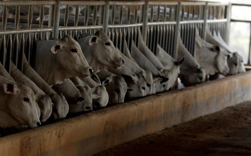 Confinamento de gado no Brasil tem recorde apesar de embargo chinês, diz DSM Confinamento de gado no Brasil tem recorde apesar de embargo chinês, diz DSM