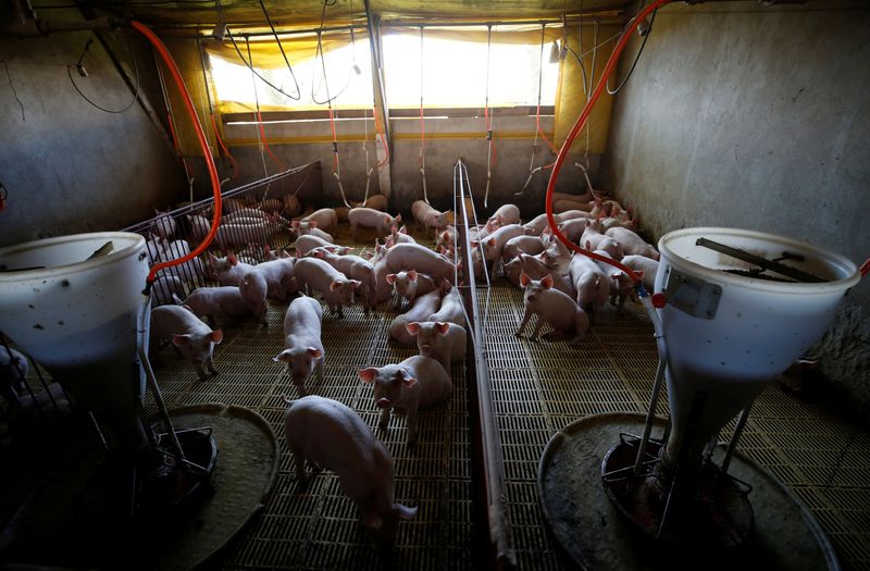 Exportação de carne suína do Brasil já supera o total de 2020, diz ABPA