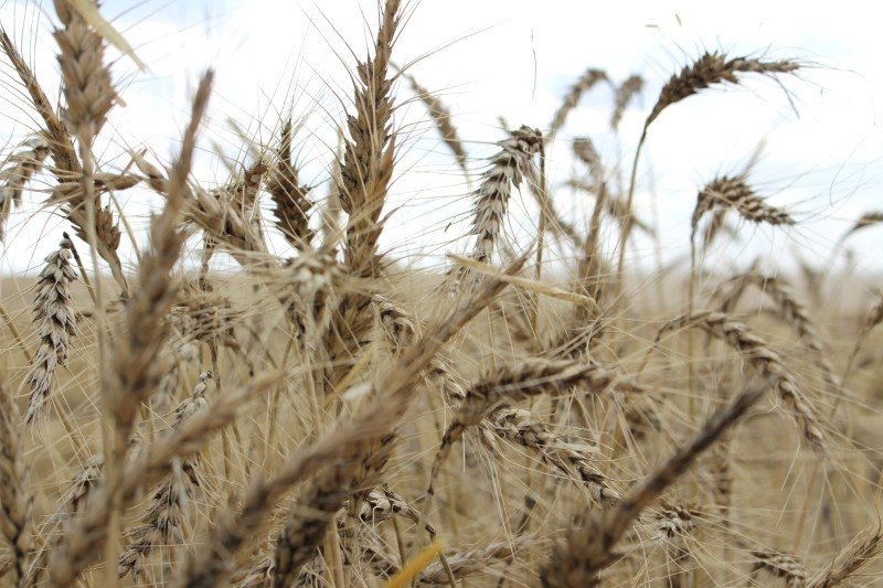 RS estima alta de até 20% em área de trigo com demanda para ração, diz FecoAgro RS estima alta de até 20% em área de trigo com demanda para ração, diz FecoAgro