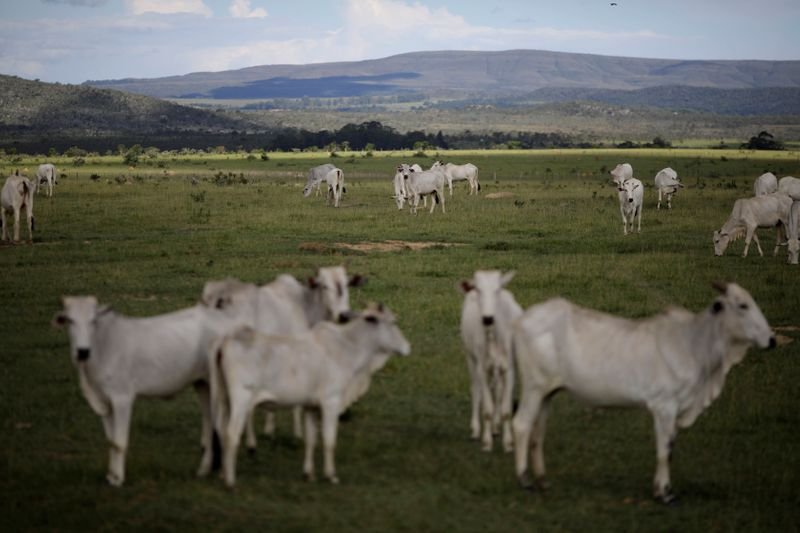 Brasil deve propor nova lei para rastrear pecuarista e limitar desmatamento Brasil deve propor nova lei para rastrear pecuarista e limitar desmatamento