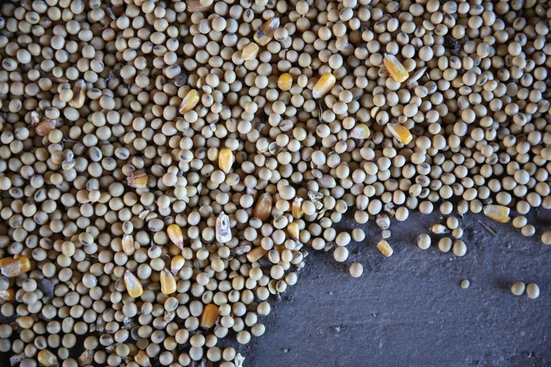 Milho e soja recuam com chuvas no meio-oeste dos EUA impulsionando as safras Milho e soja recuam com chuvas no meio-oeste dos EUA impulsionando as safras