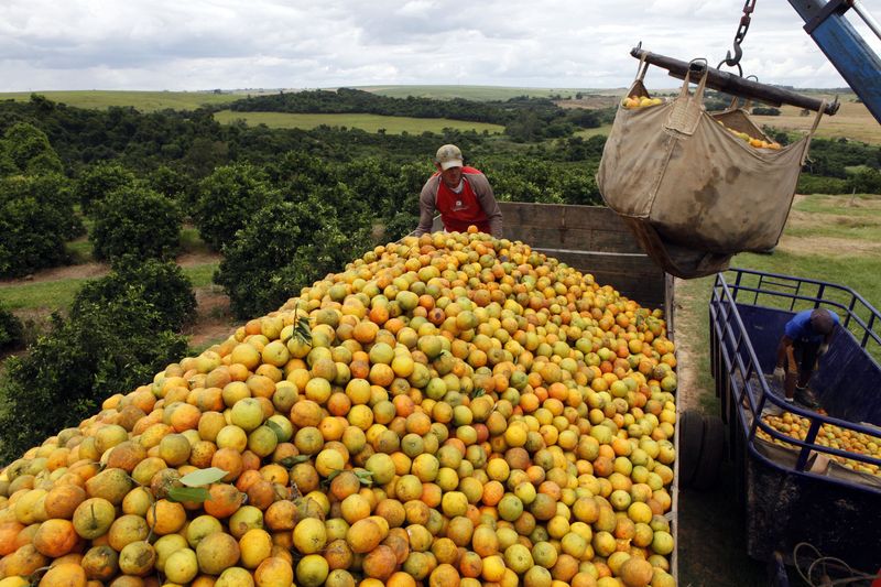 Exportação de suco de laranja do Brasil cai 5,2% no acumulado da safra com menor oferta