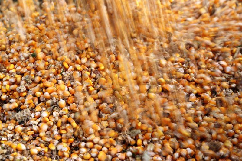 Compra de milho brasileiro pela China seria limitada no curto prazo, diz Safras