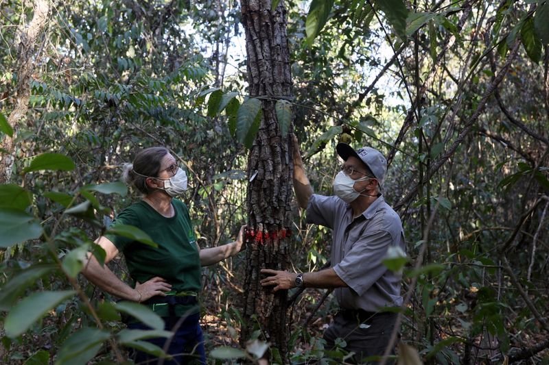 ESPECIAL-Amazônia está perto de seu ponto de inflexão? Três estudos do mundo real revelam ameaças ESPECIAL-Amazônia está perto de seu ponto de inflexão? Três estudos do mundo real revelam ameaças