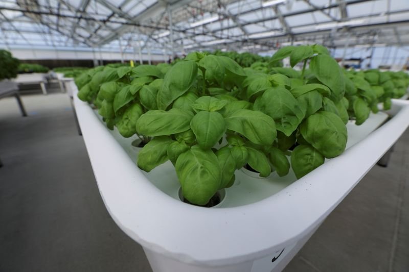 Fundo de tecnologia de Bill Gates aposta em robôs “agricultores” Fundo de tecnologia de Bill Gates aposta em robôs “agricultores”